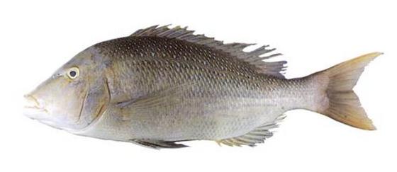 Lethrinus nebulosus