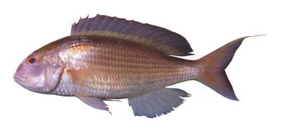 Nemipterus nemurus