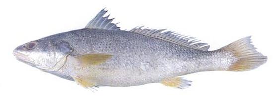 Miichthys miiuy