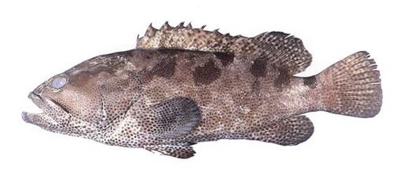 Epinephelus microdon