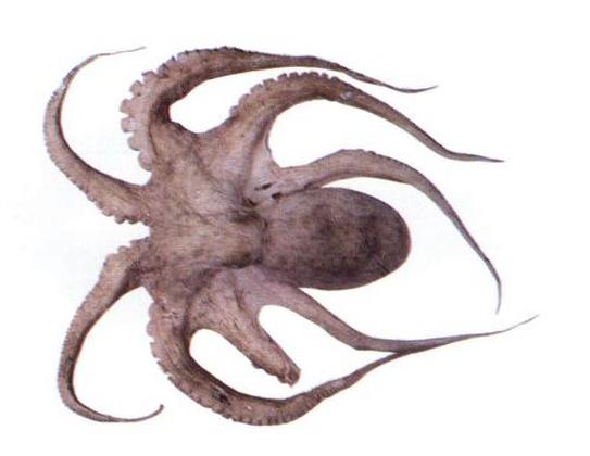 Octopus sp.