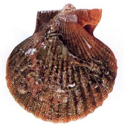 Chlamys (Mimachlamys) nobilis