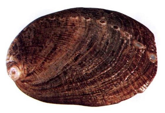 Haliotis diversicolor aquatilis