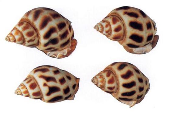 Babylonia areolata