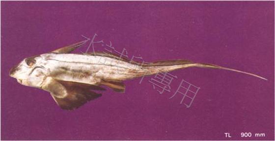 Chimaera phantasma