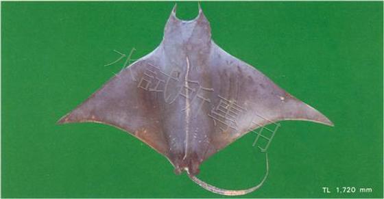 Mobula formosana