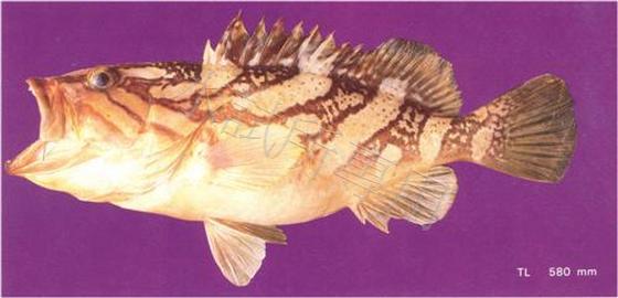 Epinephelus morrhua