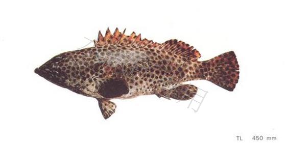 Epinephelus macrospilus