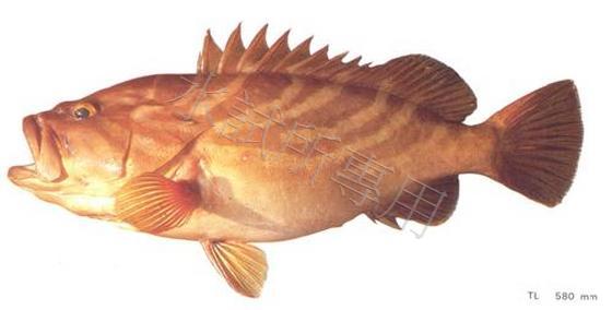 Epinephelus sp.