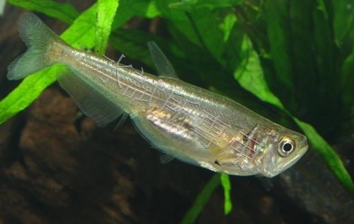 Hydrolycus scomberoides