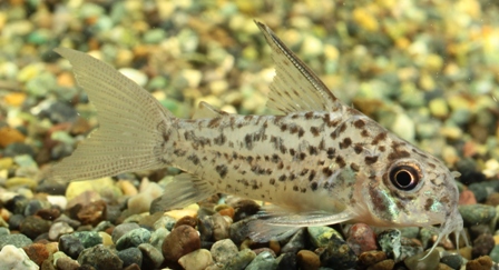 Corydoras loretoensis   