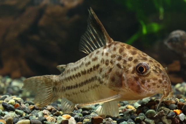 Corydoras araguaiaensis