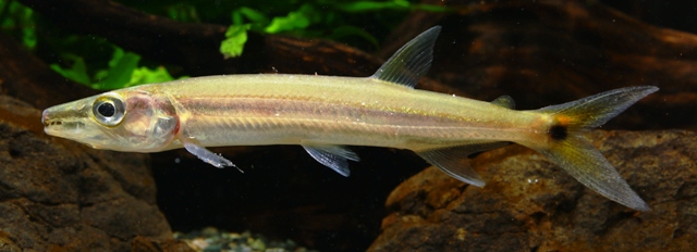 Acestrorhynchus isalinae