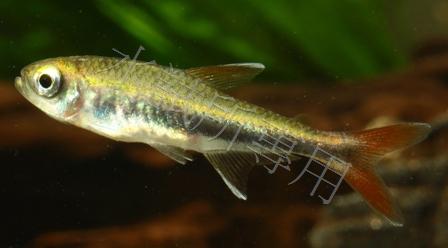 Hyphessobrycon metae