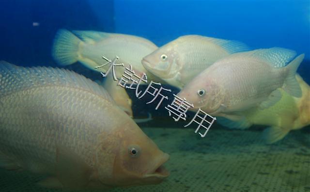 Oreochromis </I>spp.