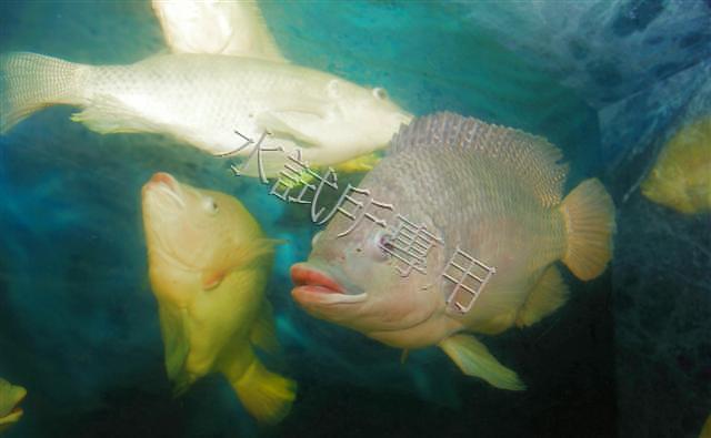 Oreochromis niloticus