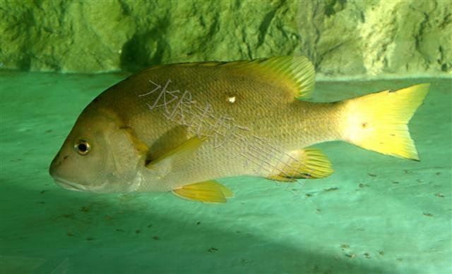 Lutjanus stellatus