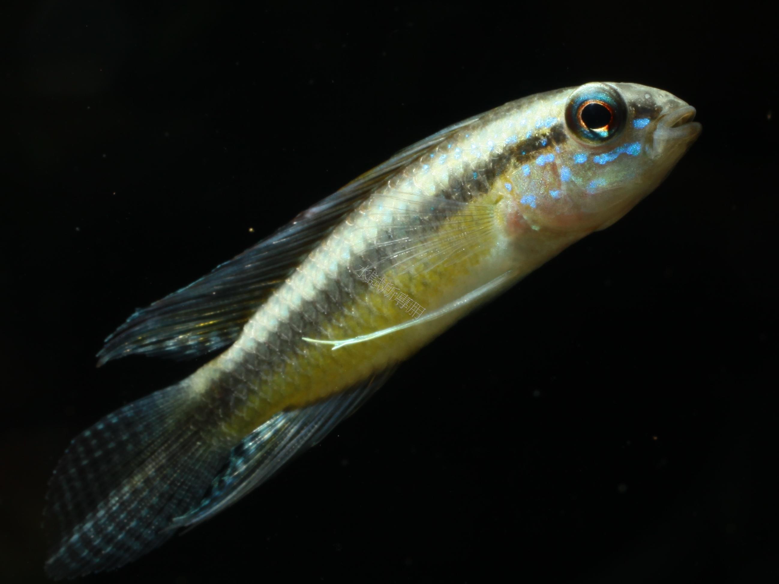 Apistogramma iniridae