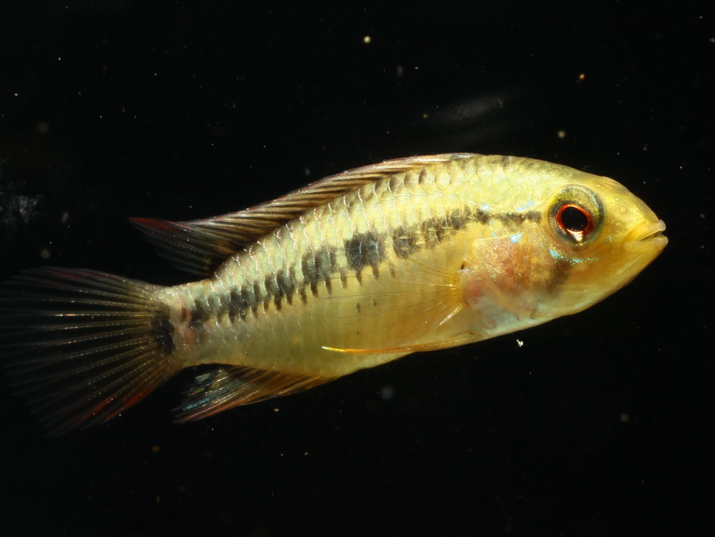 Apistogramma viejita