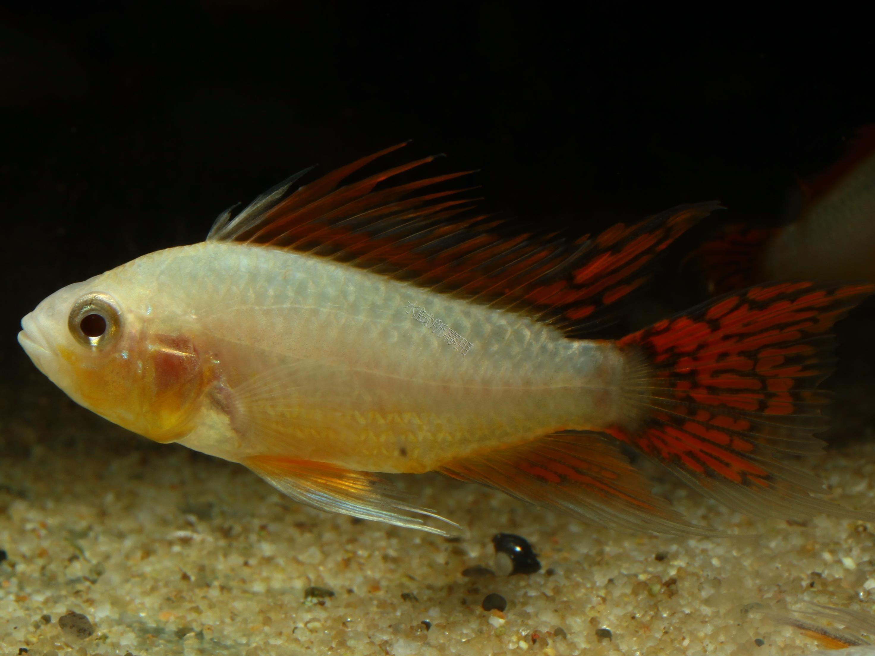 Apistogramma cacatuoides   