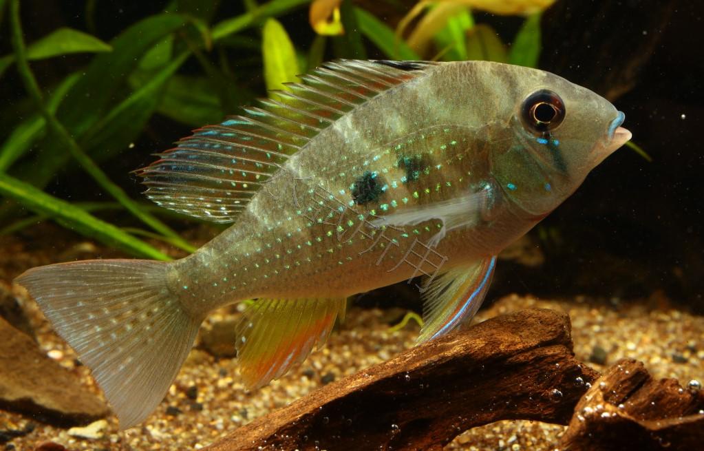 Acarichthys heckelii