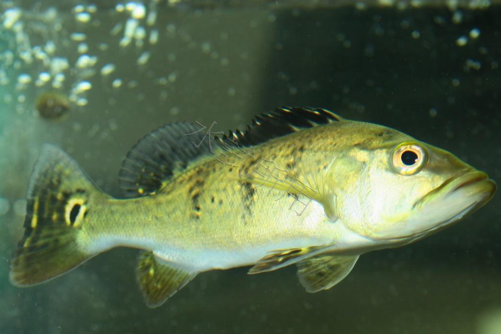 Cichla kelberi   