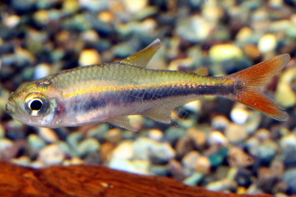 Hyphessobrycon metae 