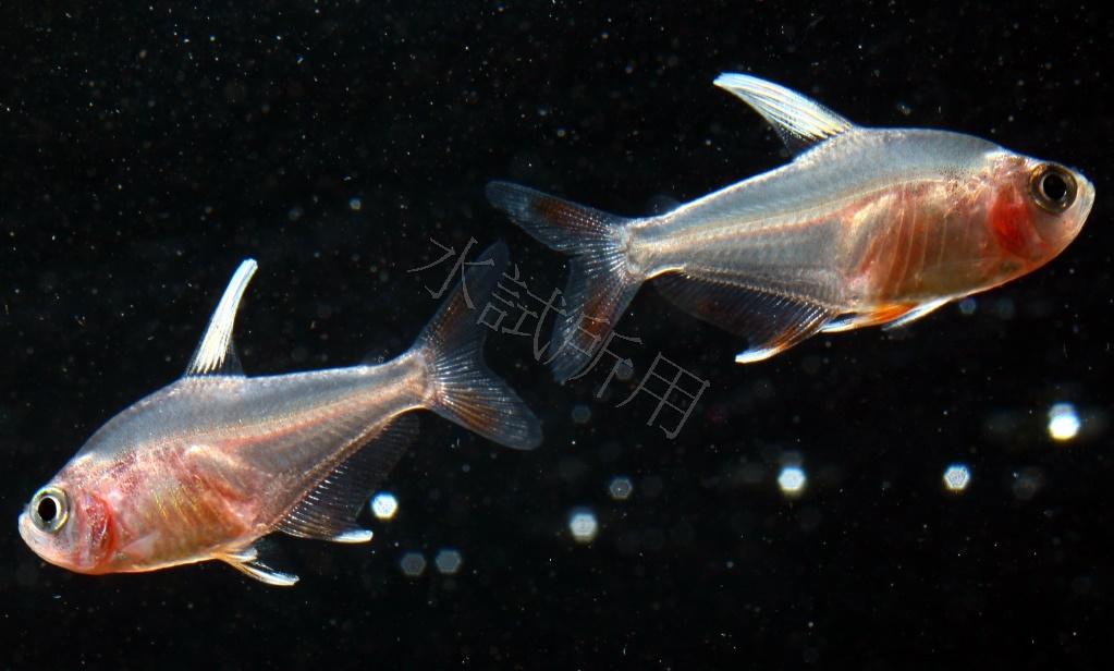 Hyphessobrycon sp. 