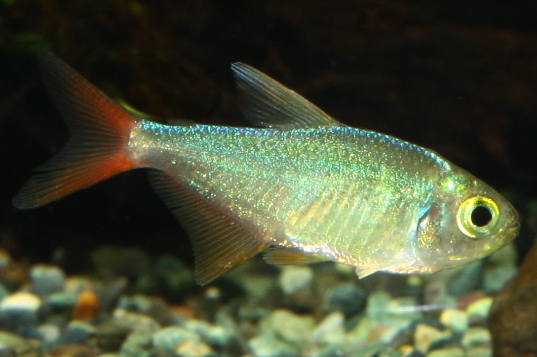 Hyphessobrycon colombianus 