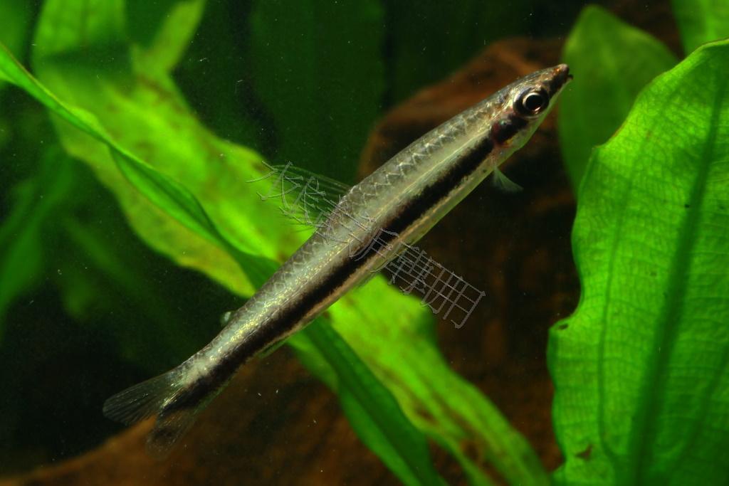 Nannostomus unifasciatus    