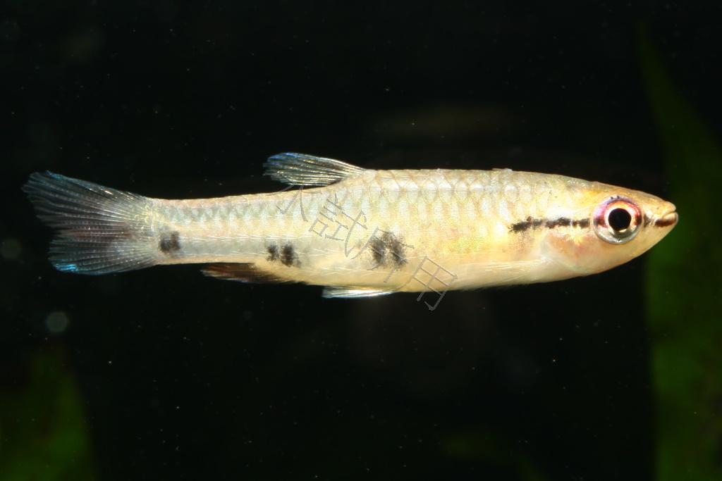 Pyrrhulina spilota 