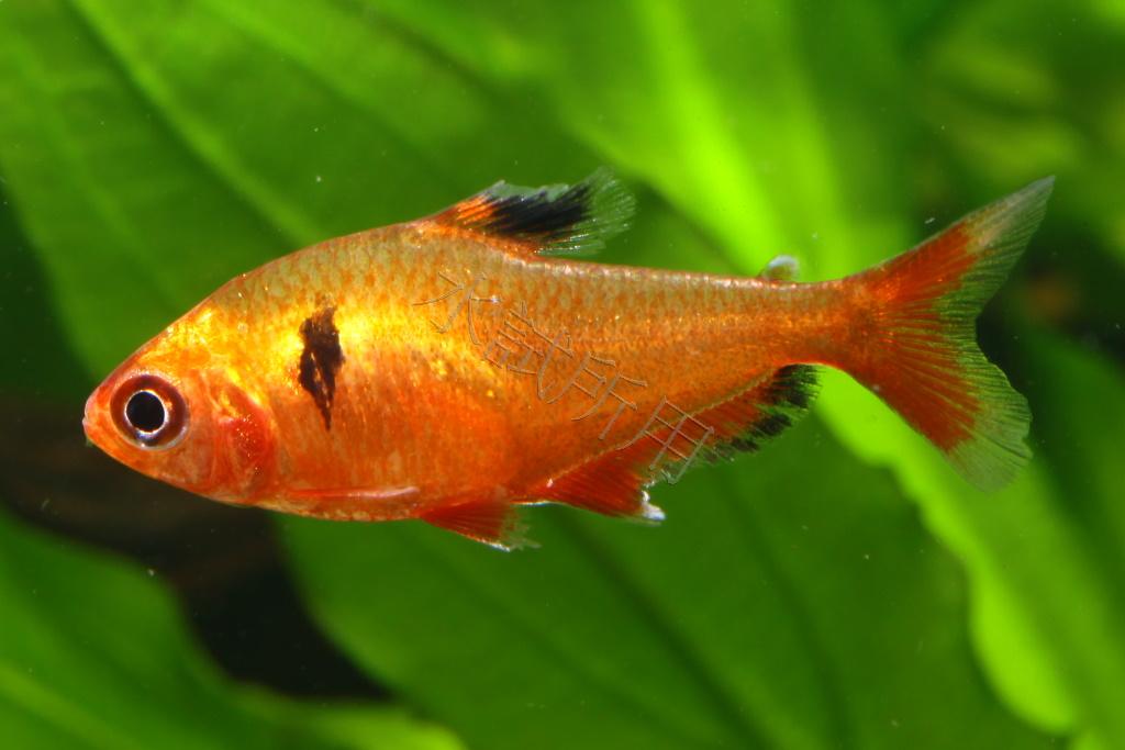 Hyphessobrycon eques    