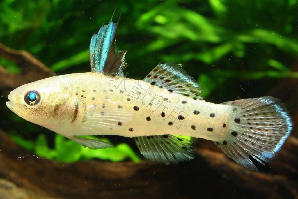 Stigmatogobius sadanundio    