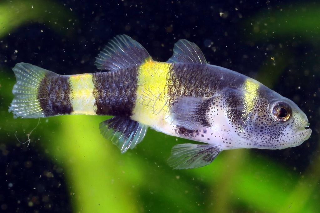 Brachygobius doriae    