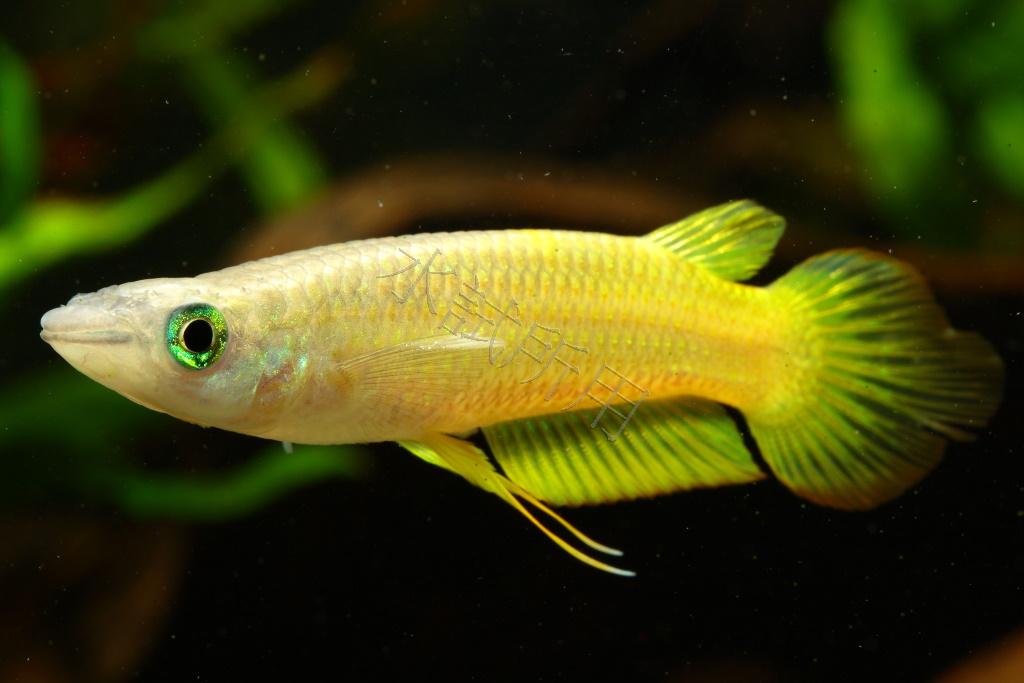 Aplocheilus lineatus    