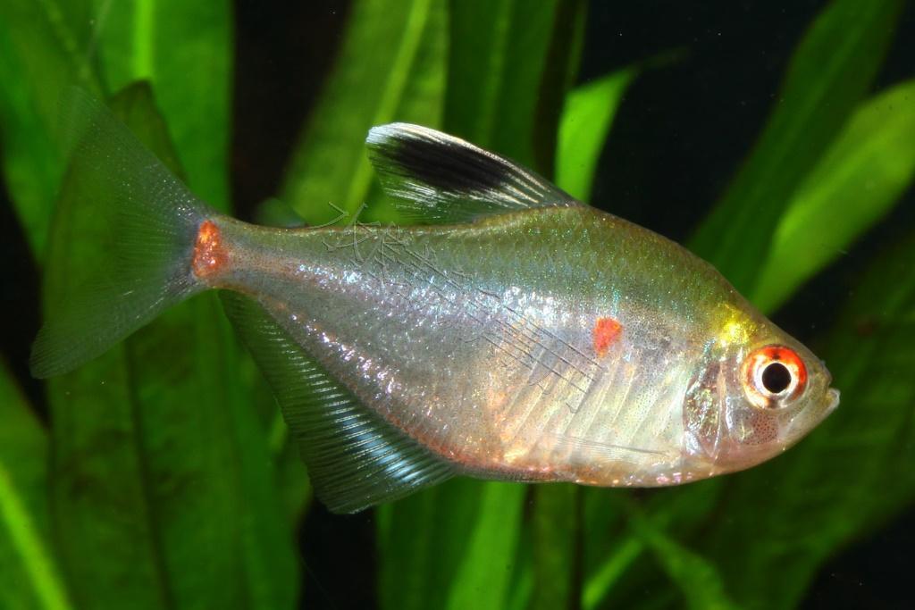 Hyphessobrycon socolofi 