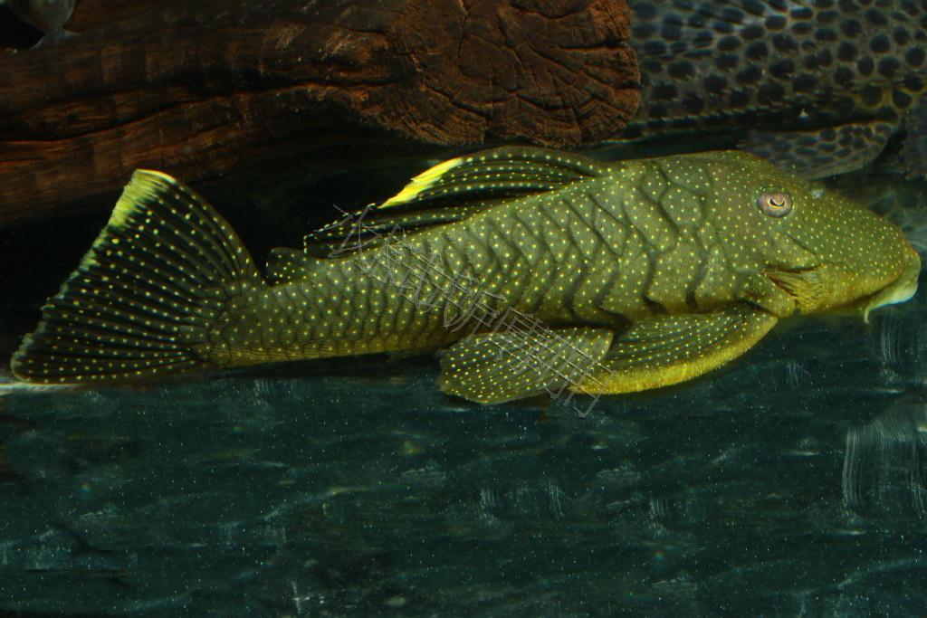 Baryancistrus sp. 