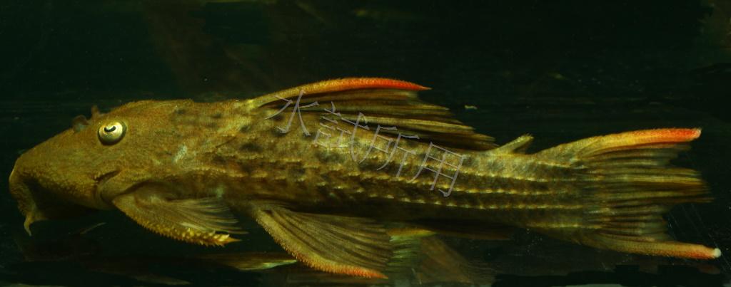 Pseudacanthicus serratus 