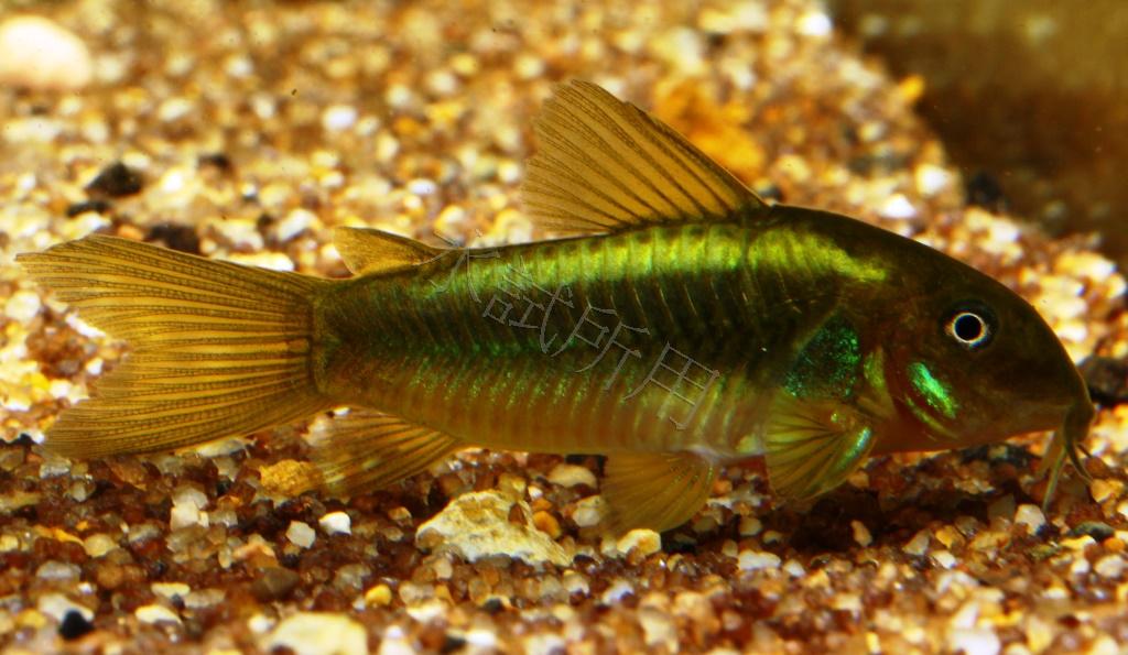 Corydoras aeneus    