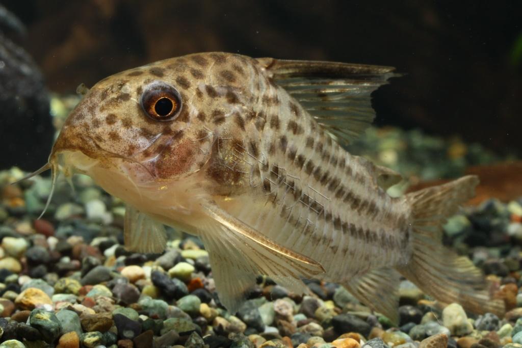 Corydoras araguaiaensis 