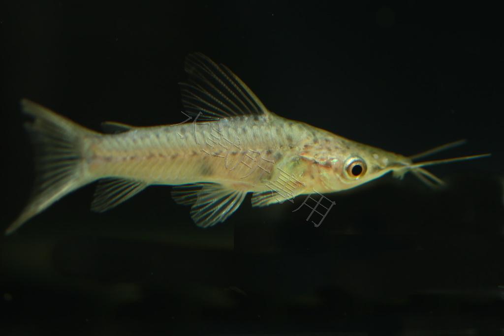 Dianema longibarbis 