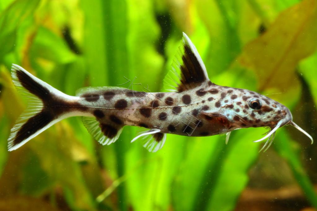 Synodontis petricola    