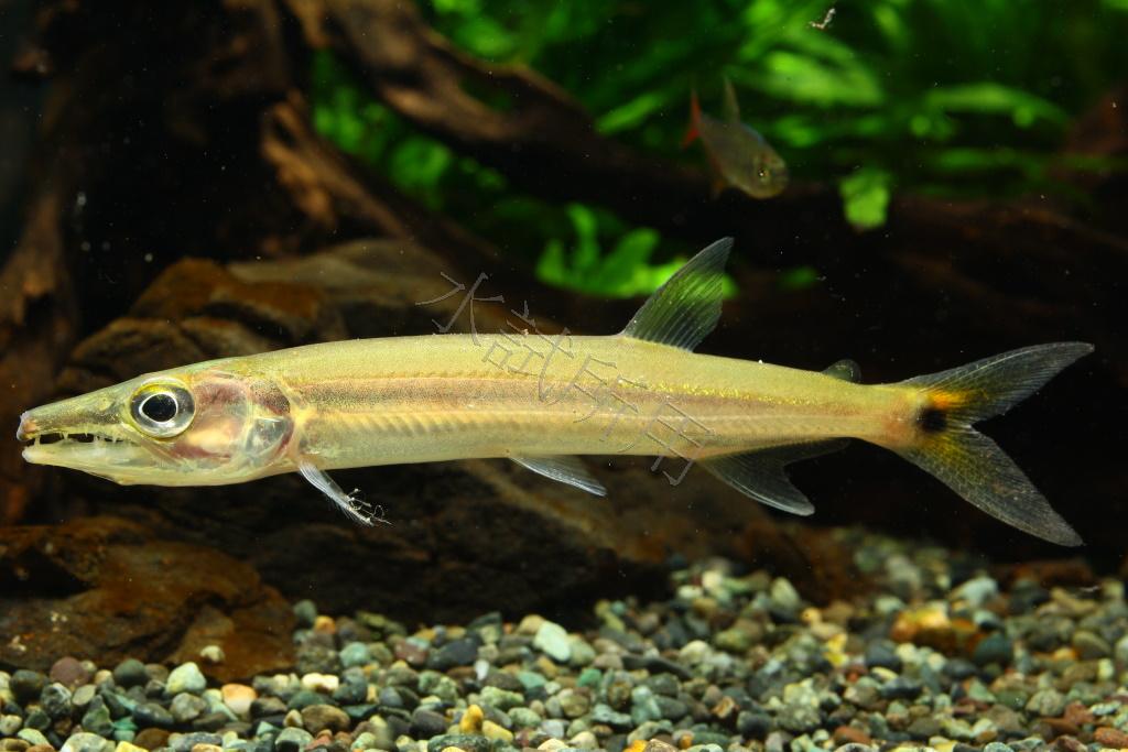 Acestrorhynchus isalinae 