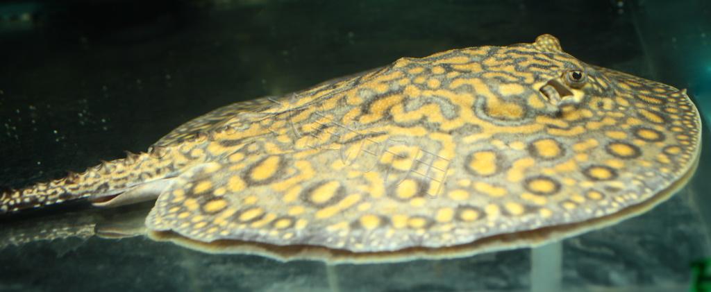 Potamotrygon henlei    