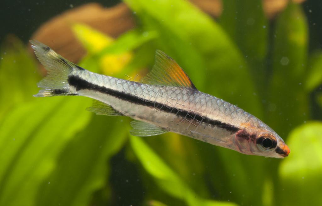 Cyclocheilichthys janthochir 