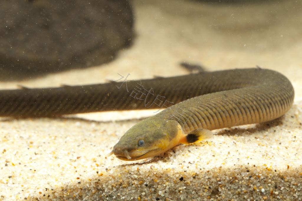 Erpetoichthys calabaricus    