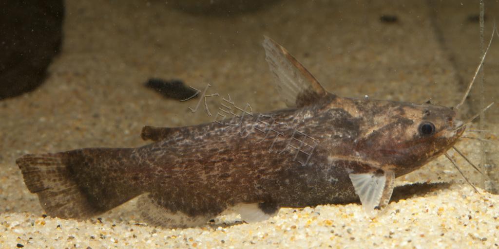 Trachelyopterus galeatus    