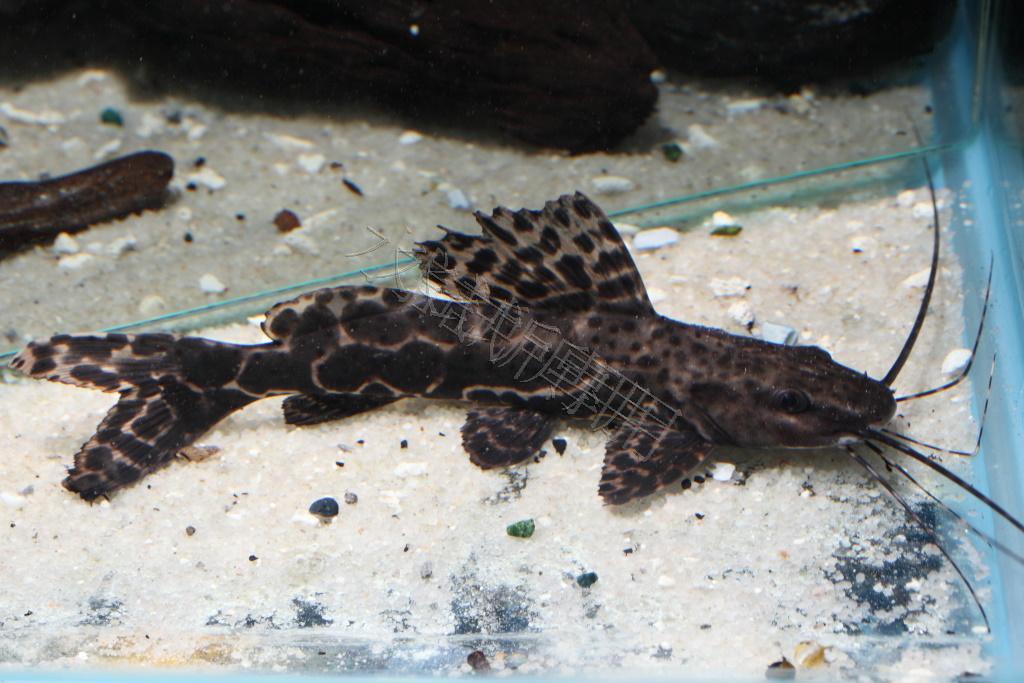 Aguarunichthys torosus 