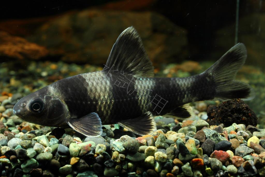 Sarcocheilichthys sinensis sinensis 