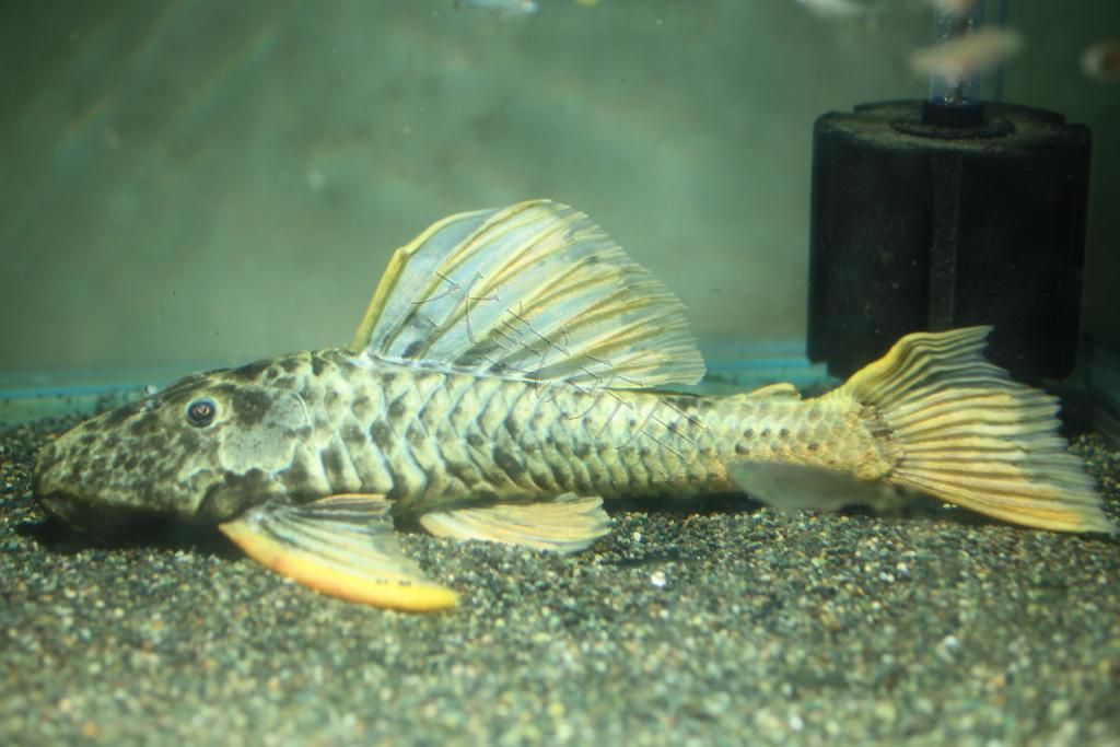 Hypostomus auroguttatus    